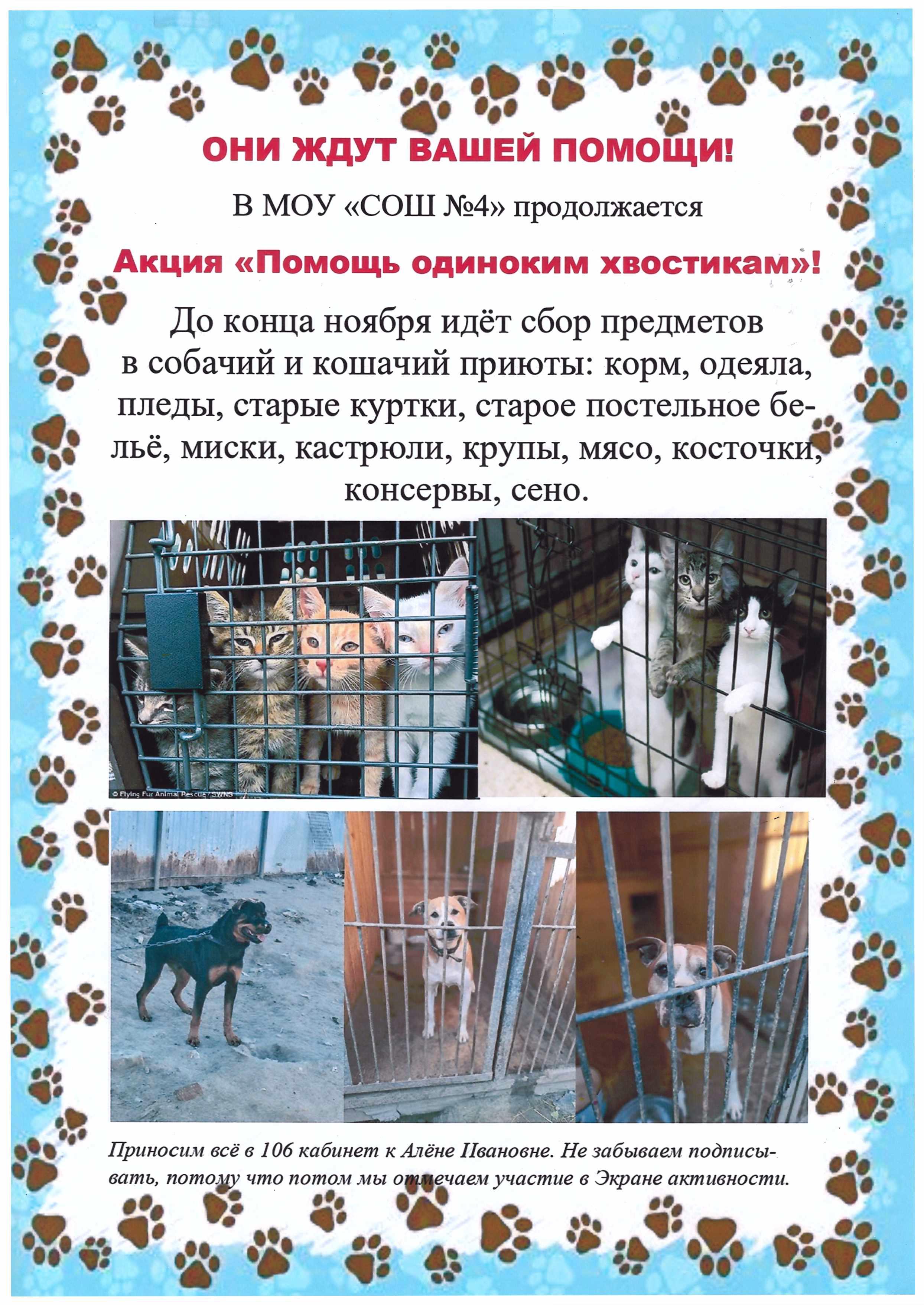 Акция "Помощь одиноким хвостикам" Акция "Помощь одиноким хвостикам".